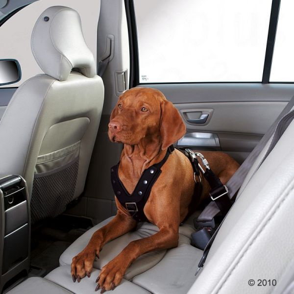 Dog Safety Harnesses
